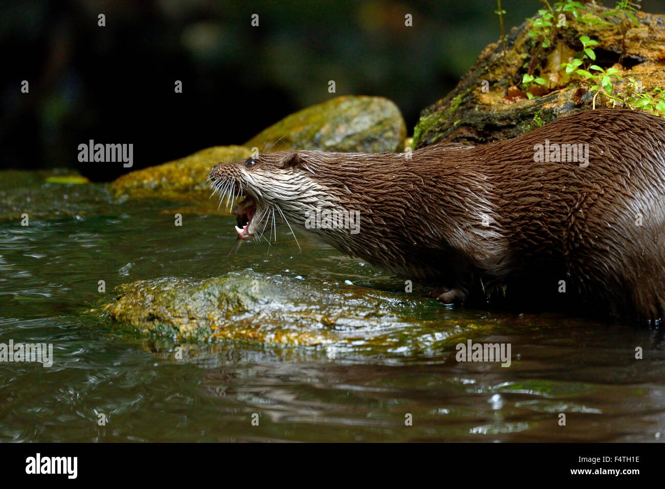 Otter Stock Photo