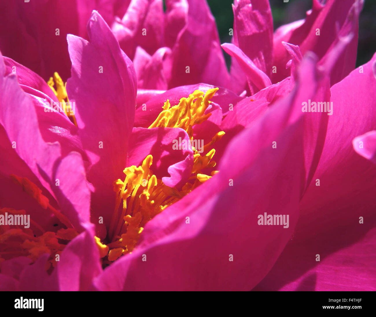 Flower, peony, pistil, red, detail, plant, plant, yellow Stock Photo