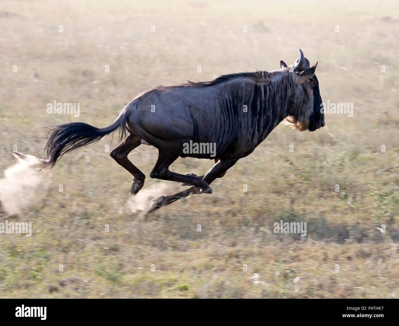 Blue wildebeest running hi-res stock photography and images - Alamy