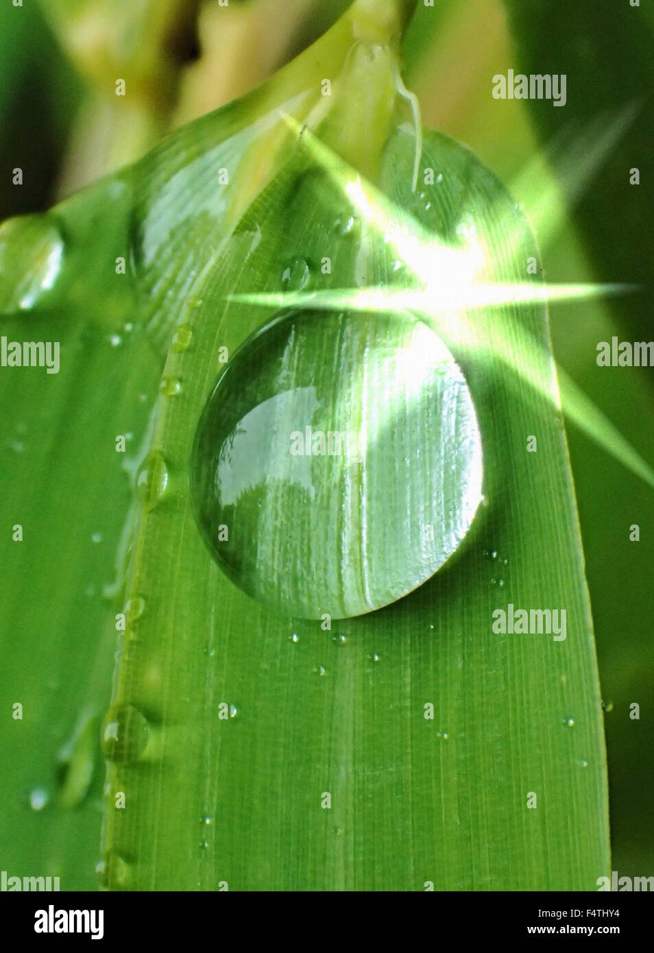 Drops of water, leaf, star, water, light, nature Stock Photo