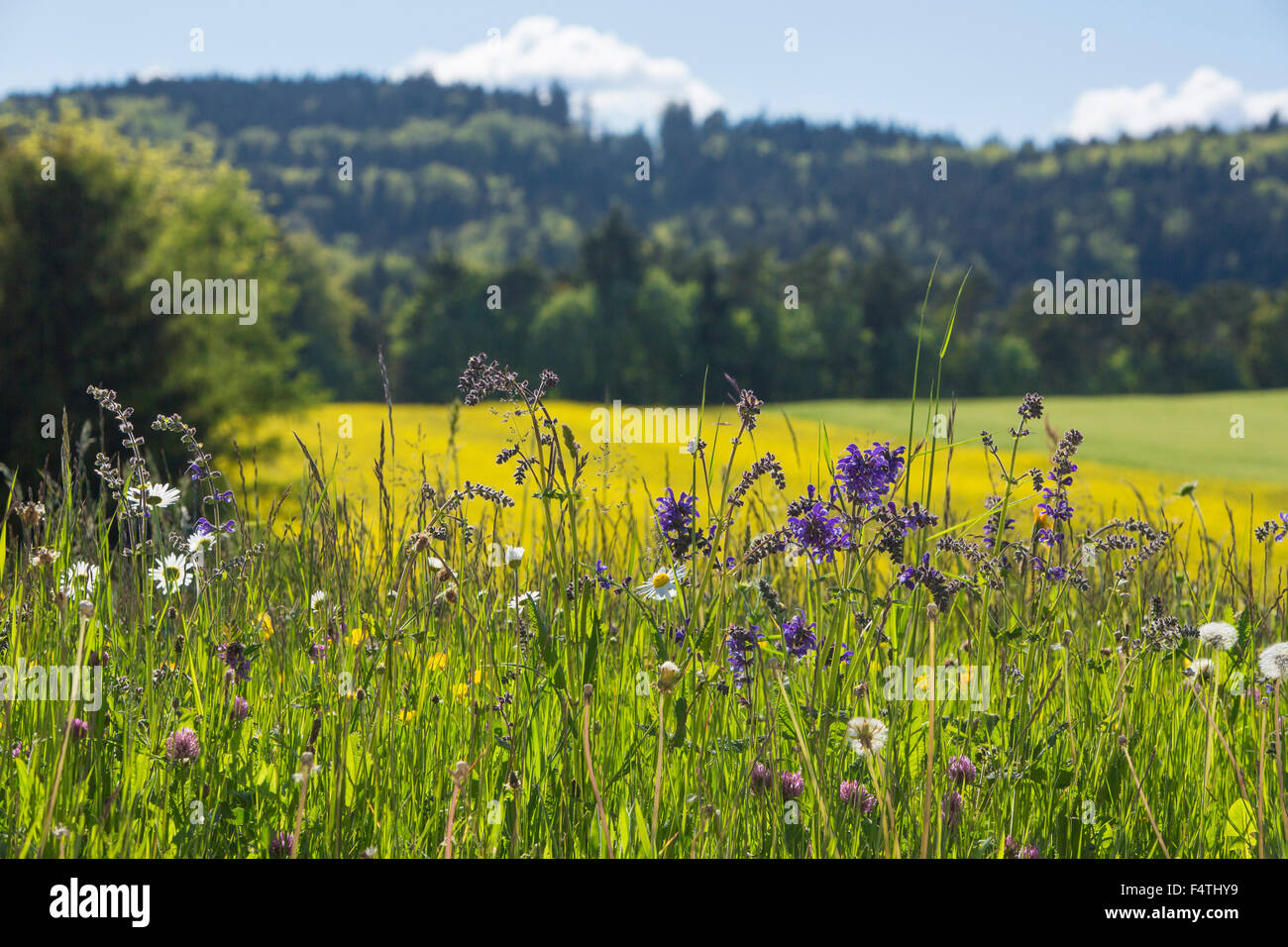 Thin meadow on Randen, Stock Photo