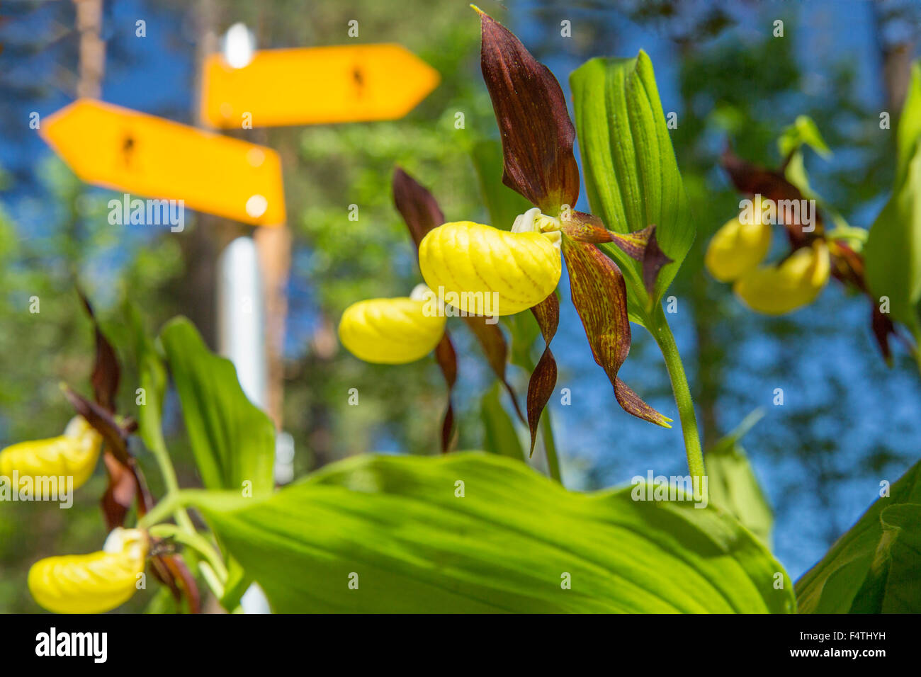 lady's slipper in Randen, Stock Photo