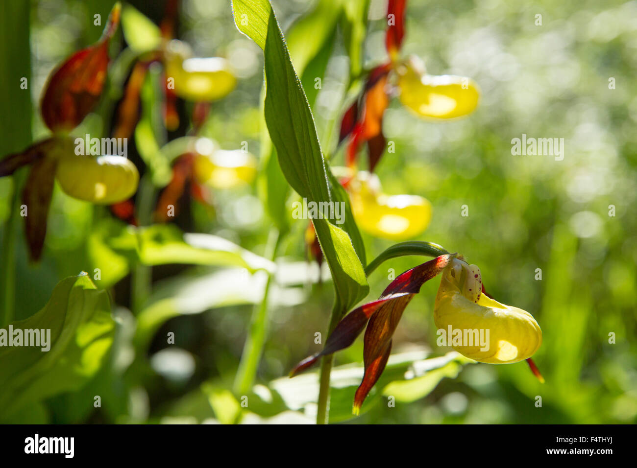 lady's slipper in Randen, Stock Photo