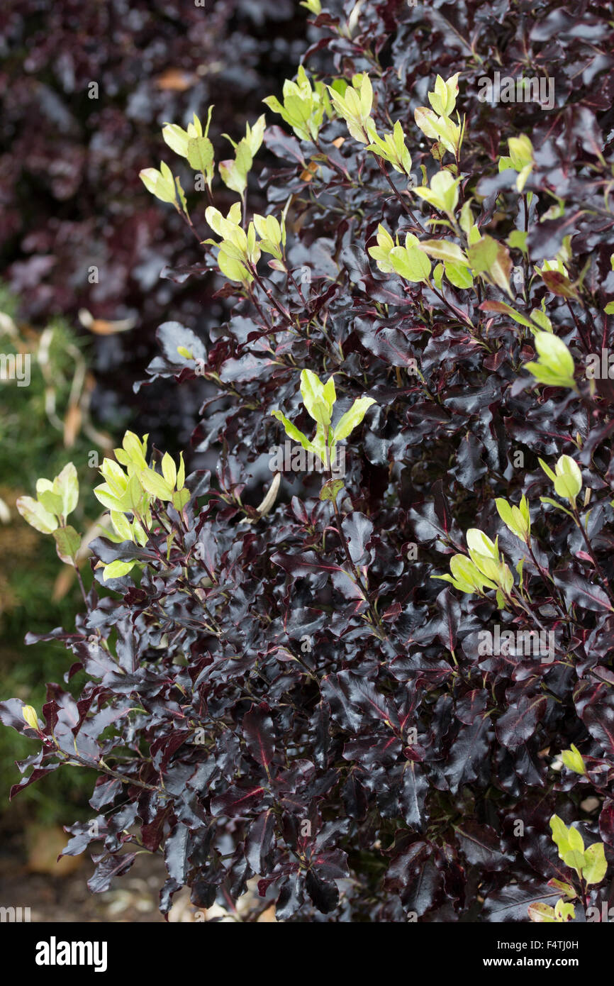 Black mature foliage of the evergreen shrub Pittosporum tenuifolium 'Tom  Thumb' contrast with green new leaves Stock Photo - Alamy