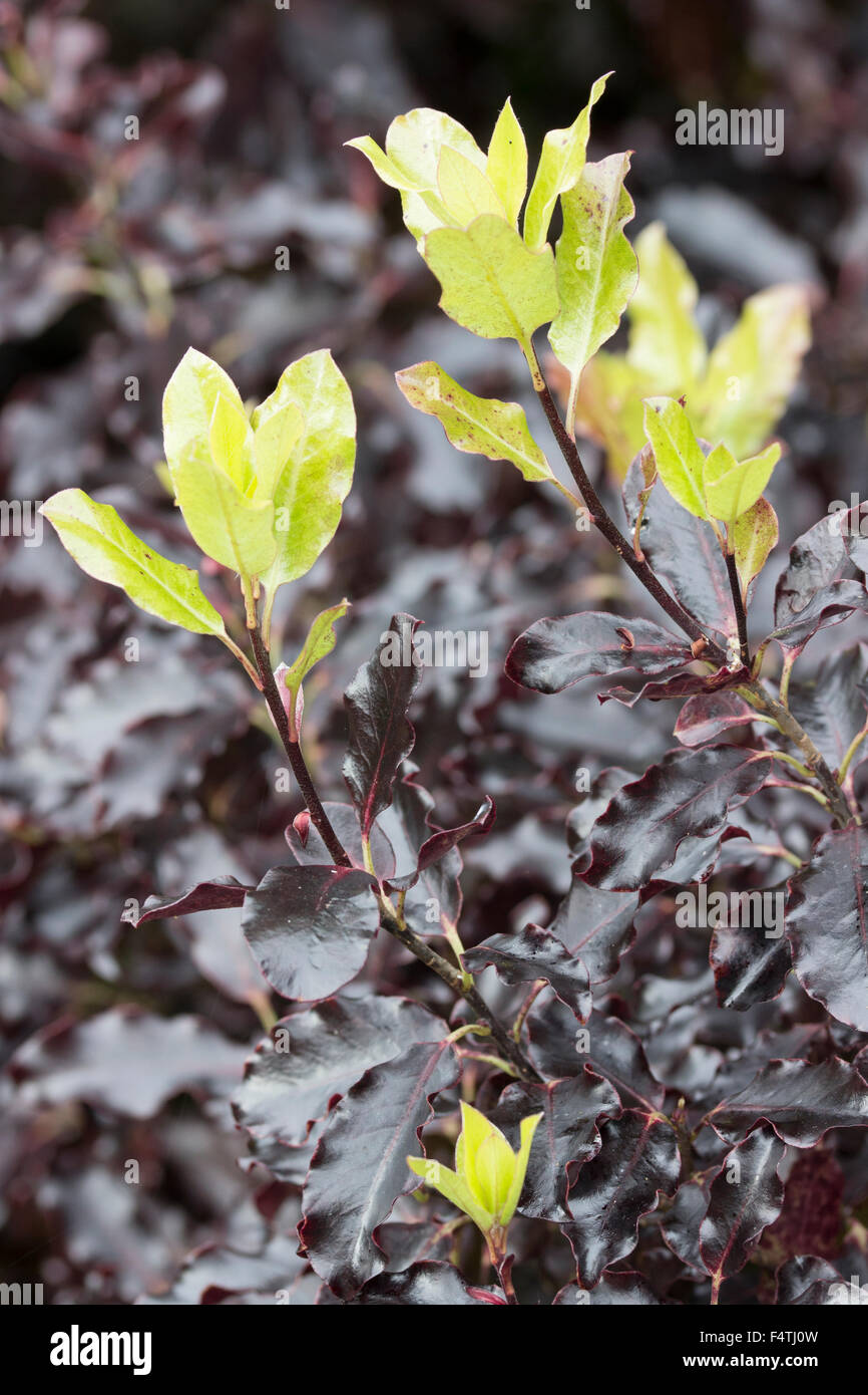 Black mature foliage of the evergreen shrub Pittosporum tenuifolium 'Tom Thumb' contrast with green new leaves Stock Photo