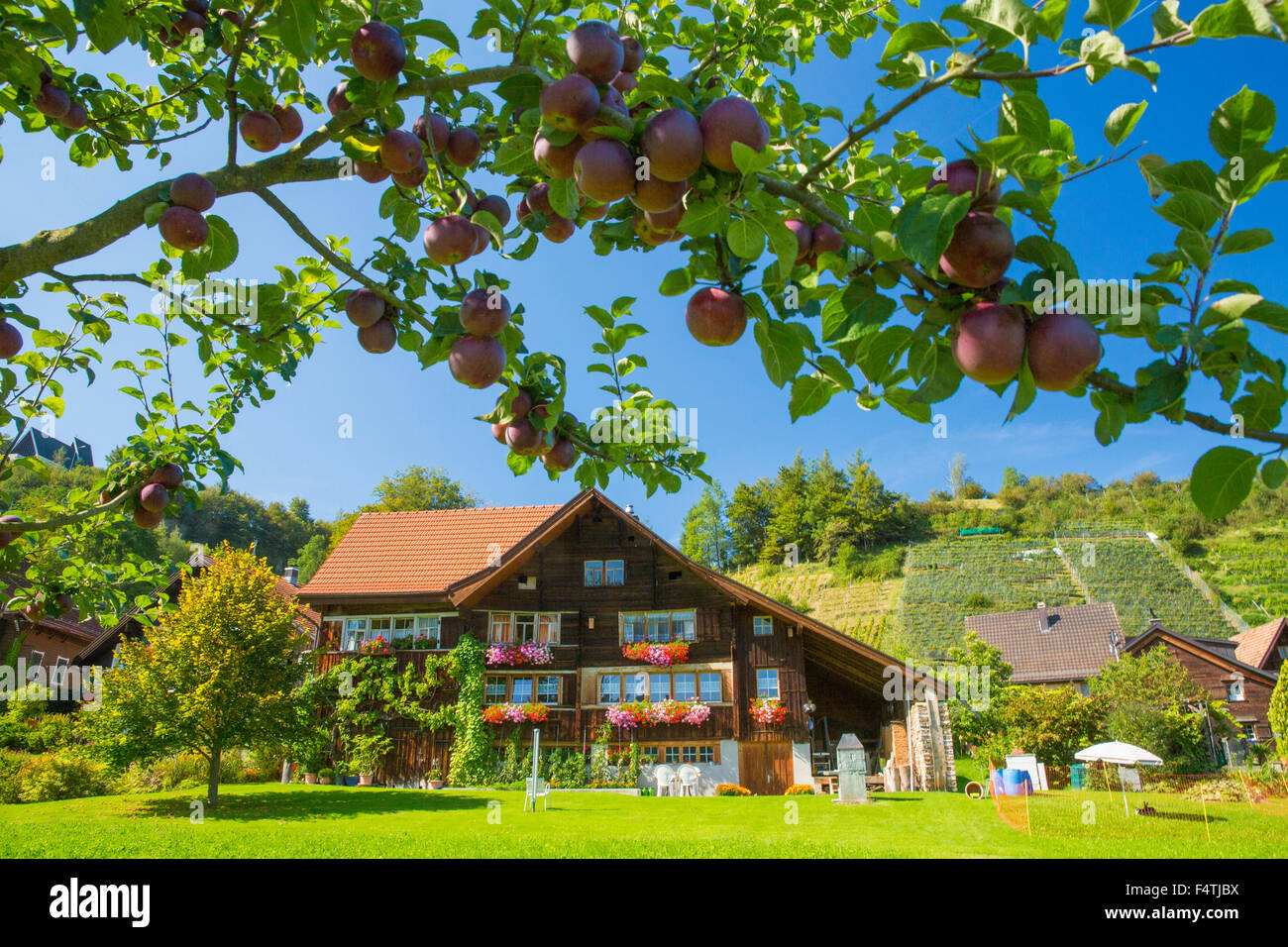 Switzerland, Wienacht-Tobel, Wienacht, village, autumn, wine, Appenzell, Appenzell Ausserroden, village, Lutzenberg Stock Photo