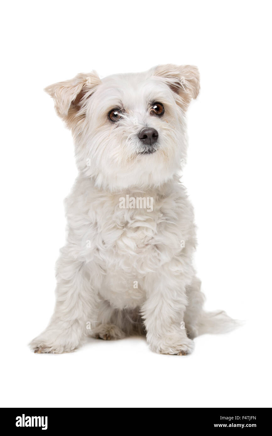 Mixed breed dog in front of a white background Stock Photo - Alamy