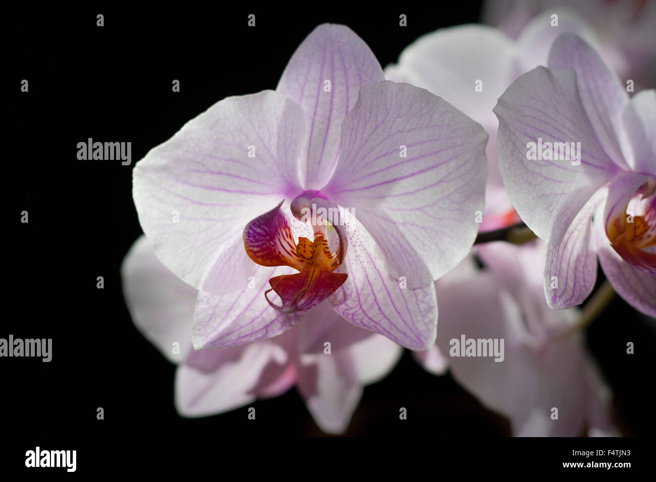 White and violet orchid flower on black background Stock Photo
