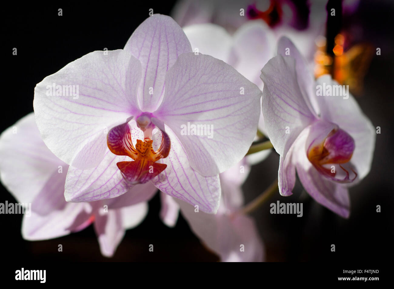 White and violet orchid flower on black background Stock Photo