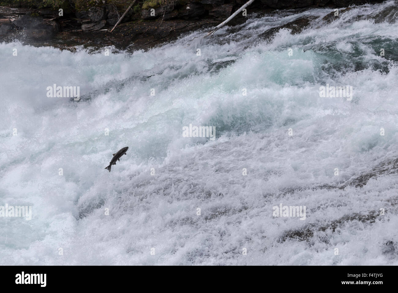 Chinook Salmon trying to jump up Bailey’s Chute, a very swift waterfall in Wells Gray Provincial Park, British Columbia, Canada. Stock Photo