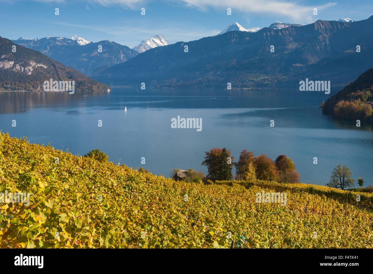 Spiez Vineyard High Resolution Stock Photography and Images Alamy