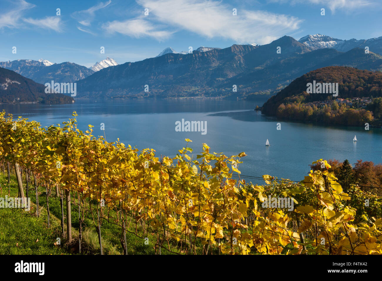 Spiez vineyard hires stock photography and images Alamy