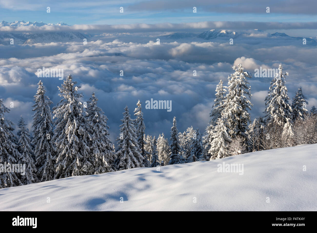 View, vista, Rigi, Staffelhöhe, Switzerland, canton Lucerne, wood, forest, winter, morning light, vantage point, sea of fog Stock Photo