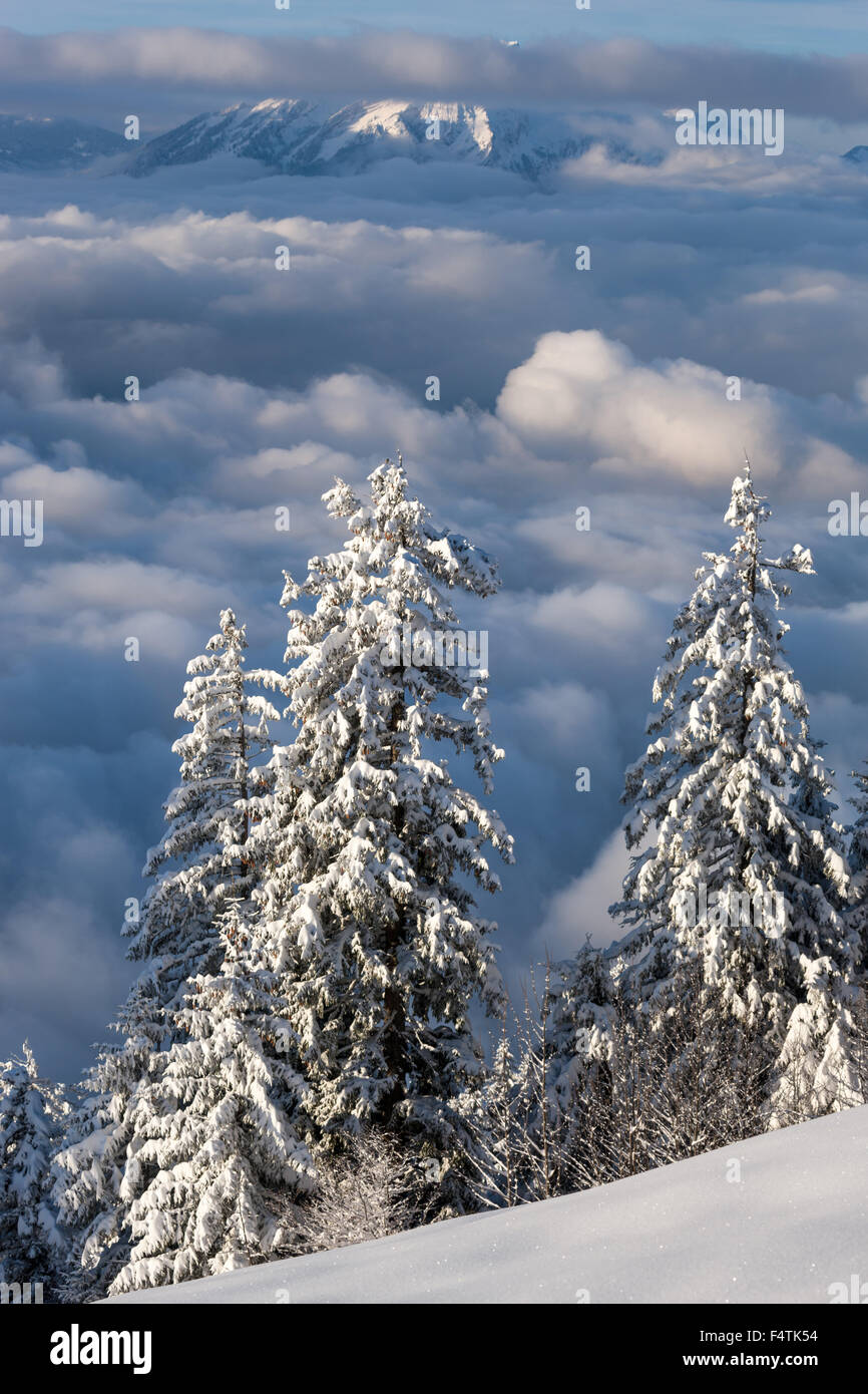 View, vista, Rigi, Staffelhöhe, Switzerland, canton Lucerne, wood, forest, winter, morning light, vantage point, sea of fog Stock Photo