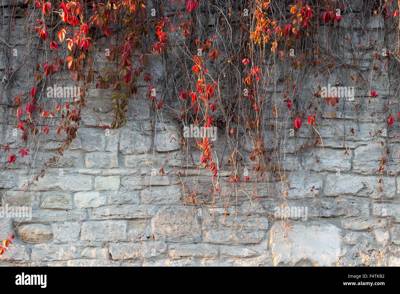 red autumn ivy leaves on the stone wall background. Stock Photo