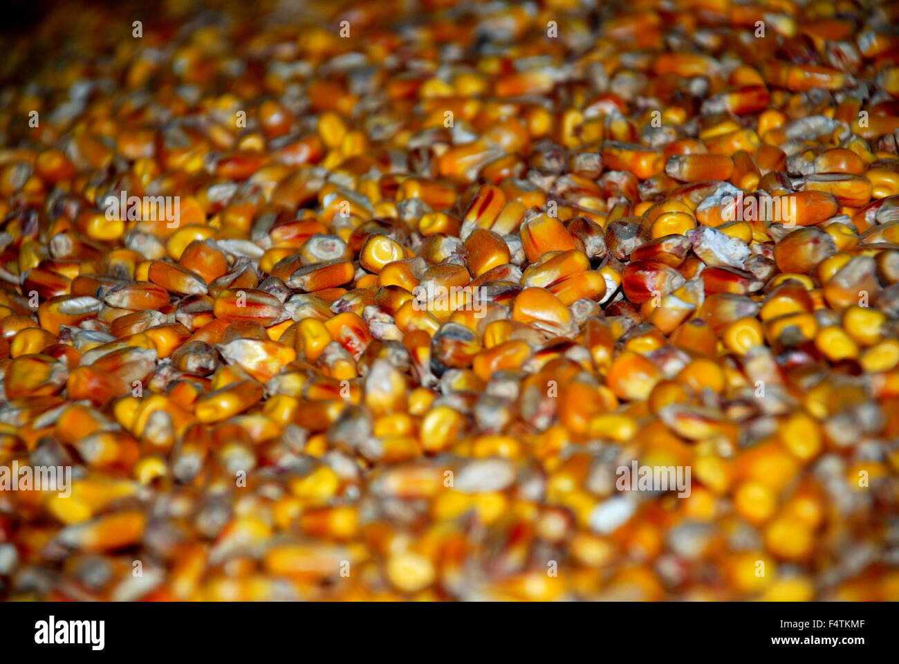 Corn Stock Photo