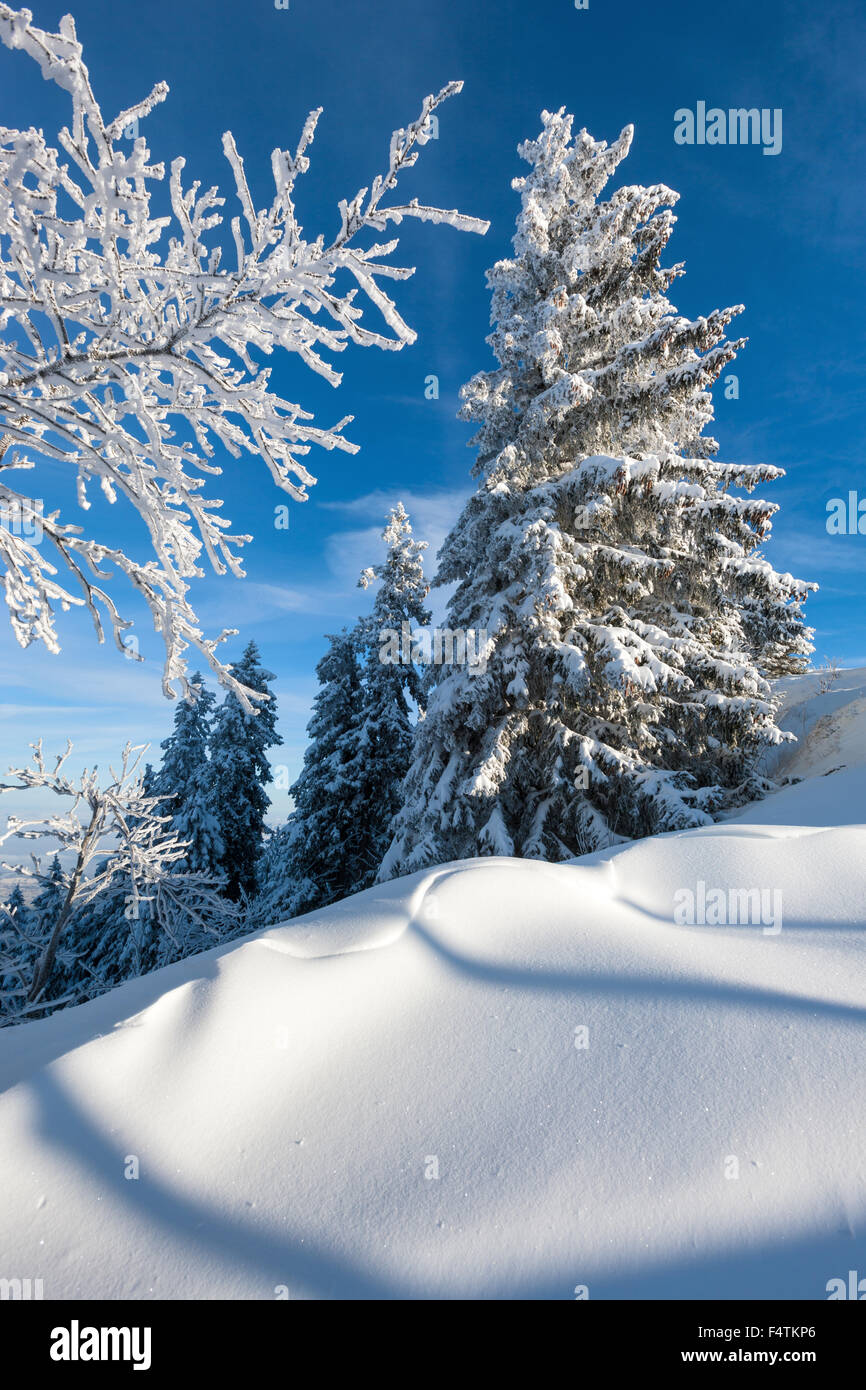 Rigi, Staffelhöhe, Switzerland, canton Lucerne, wood, forest, winter, morning light Stock Photo