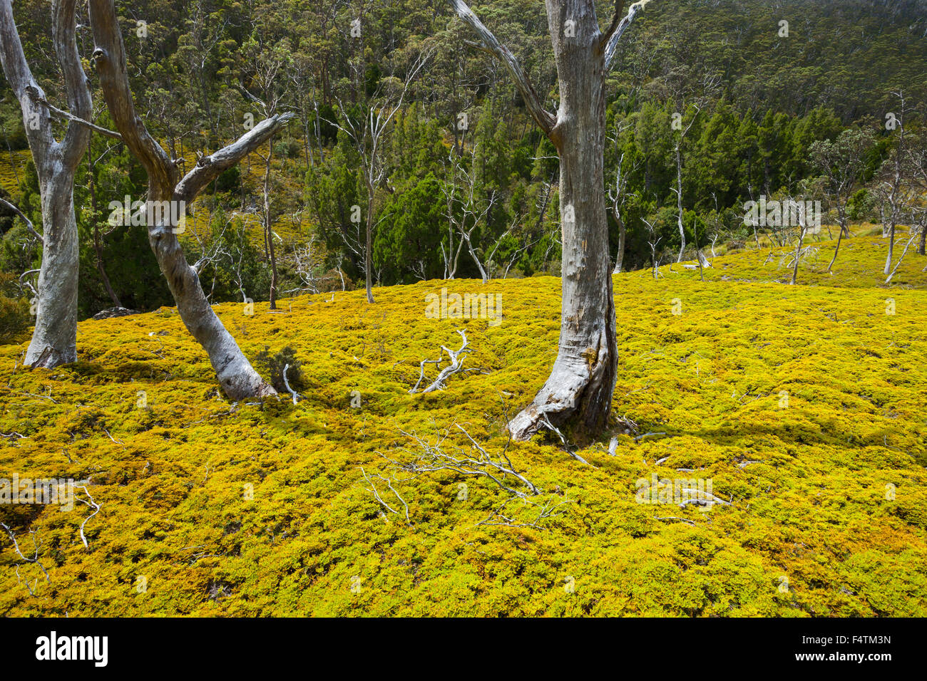 Cradle Valley, Australia, Tasmania, wood, forest, trees, moss Stock Photo Alamy