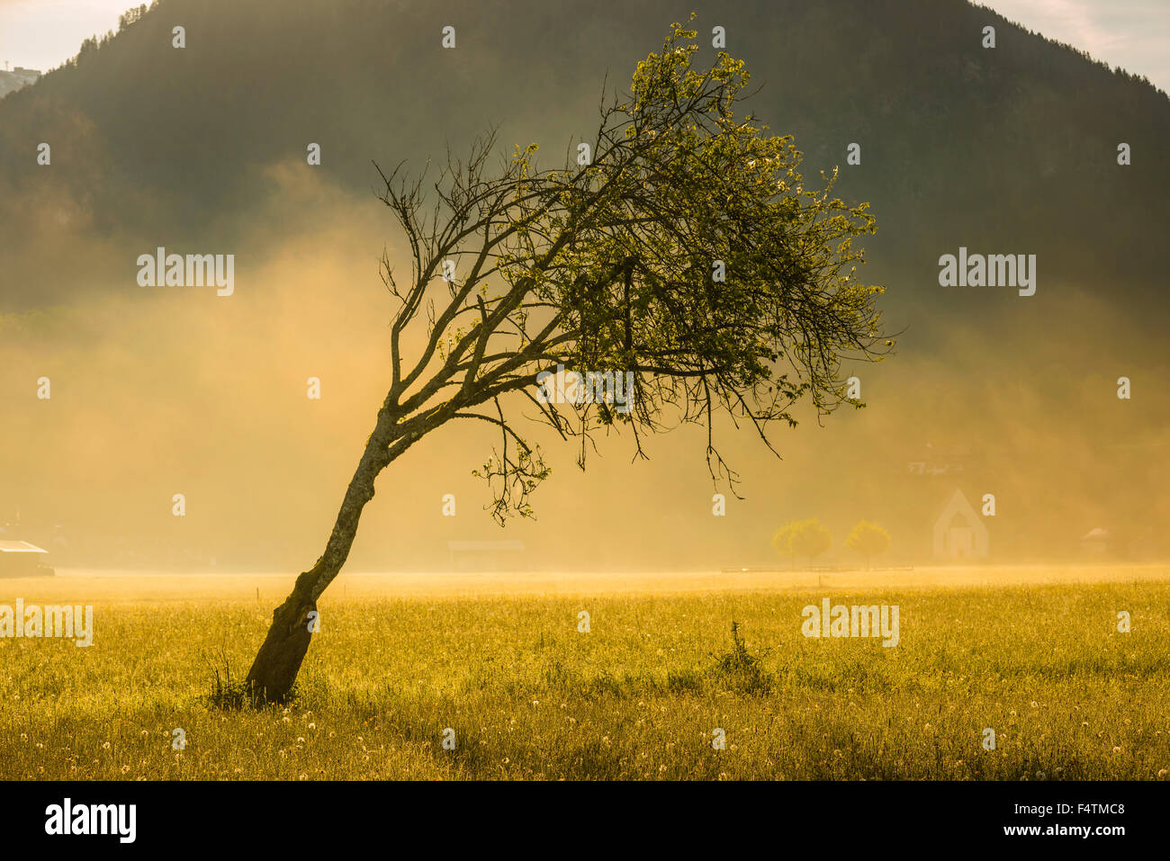 Allgäu, tree, Bavaria, beech, Germany, individually, tree, Europe, Fagus sylvatica, early fog, stoopedly, gnarledly, gruffly, fo Stock Photo
