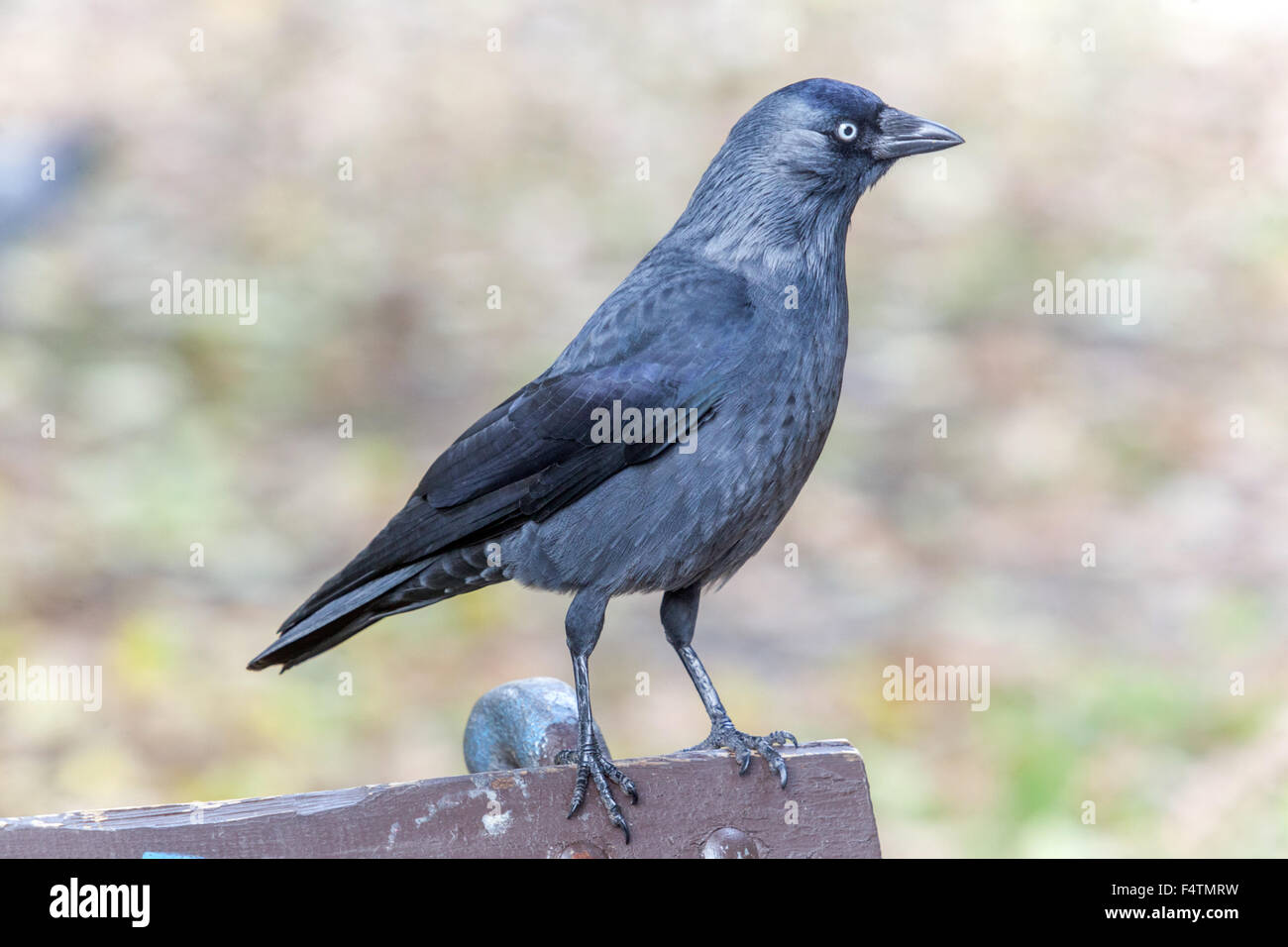 Jackdaw, Coloeus monedula Stock Photo - Alamy