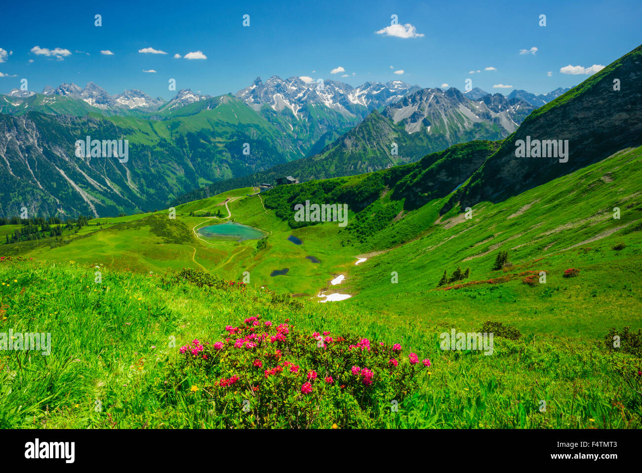 Allgäu, Allgäu Alps, Alps, Alpine, plant, Alpine, roses, blossom, Bavarian, near Oberstdorf, mountain landscape, mountain lake, Stock Photo