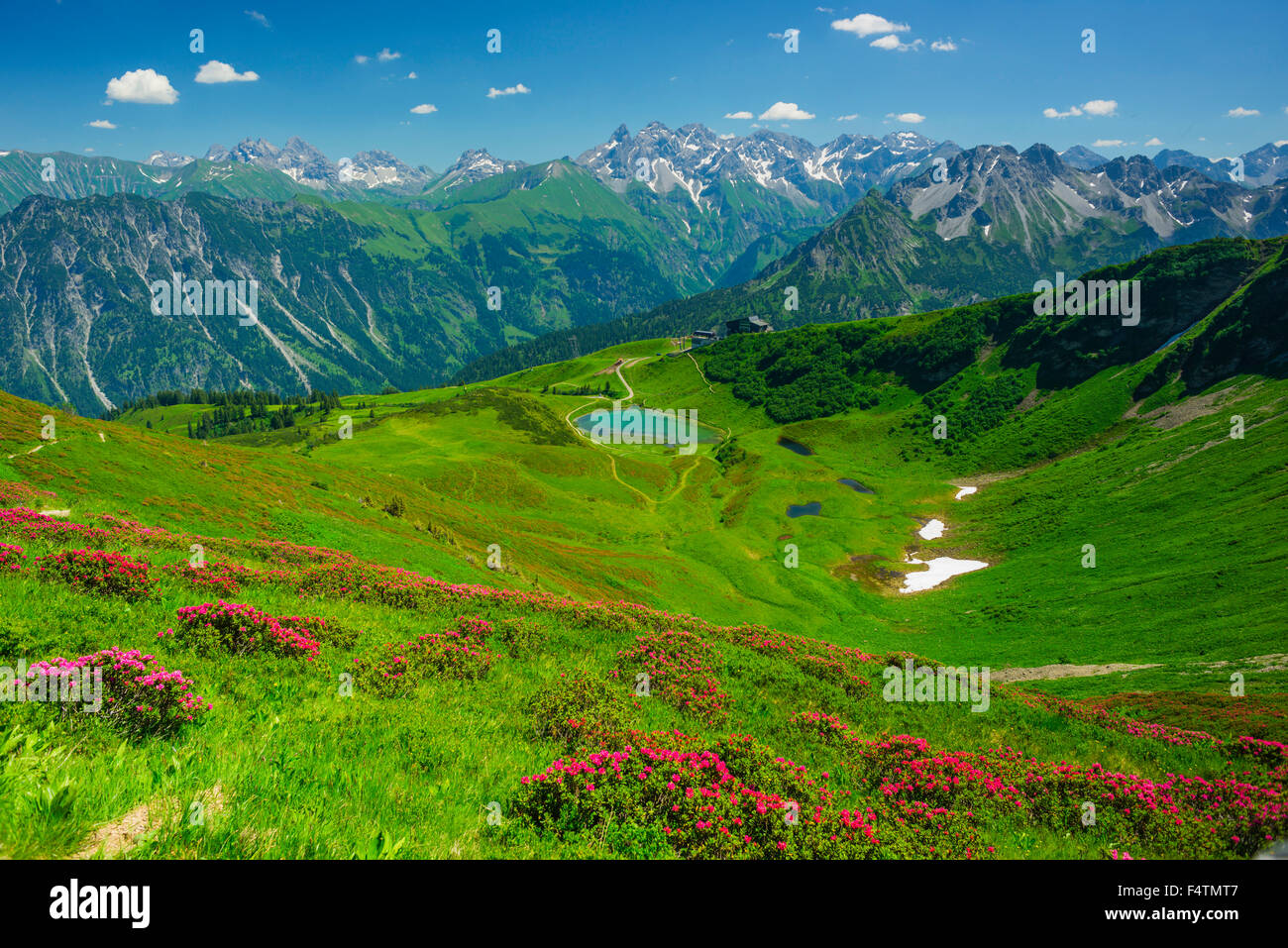 Allgäu, Allgäu Alps, Alps, Alpine, plant, Alpine, roses, blossom, Bavarian, near Oberstdorf, mountain landscape, mountain lake, Stock Photo