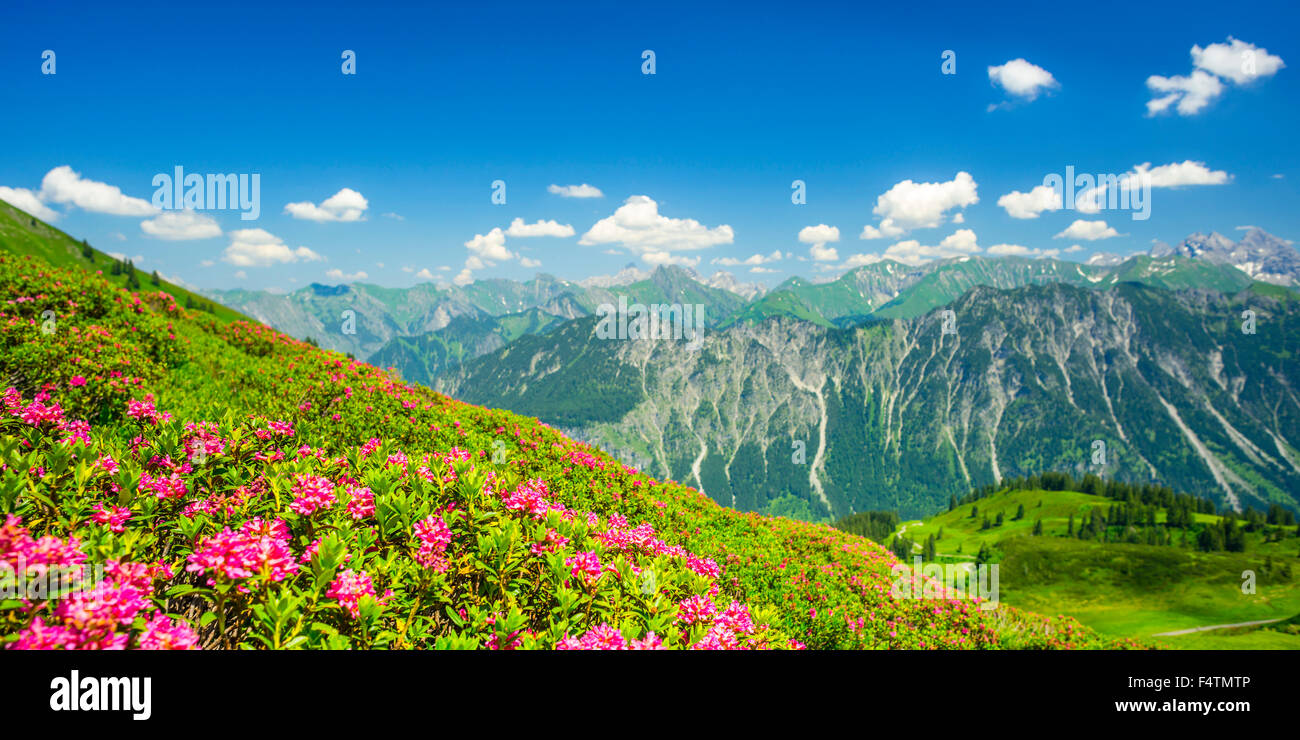 Allgäu, Allgäu Alps, Alps, Alpine, plant, Alpine, roses, blossom, Bavarian, near Oberstdorf, mountain landscape, hairy Alpine, r Stock Photo