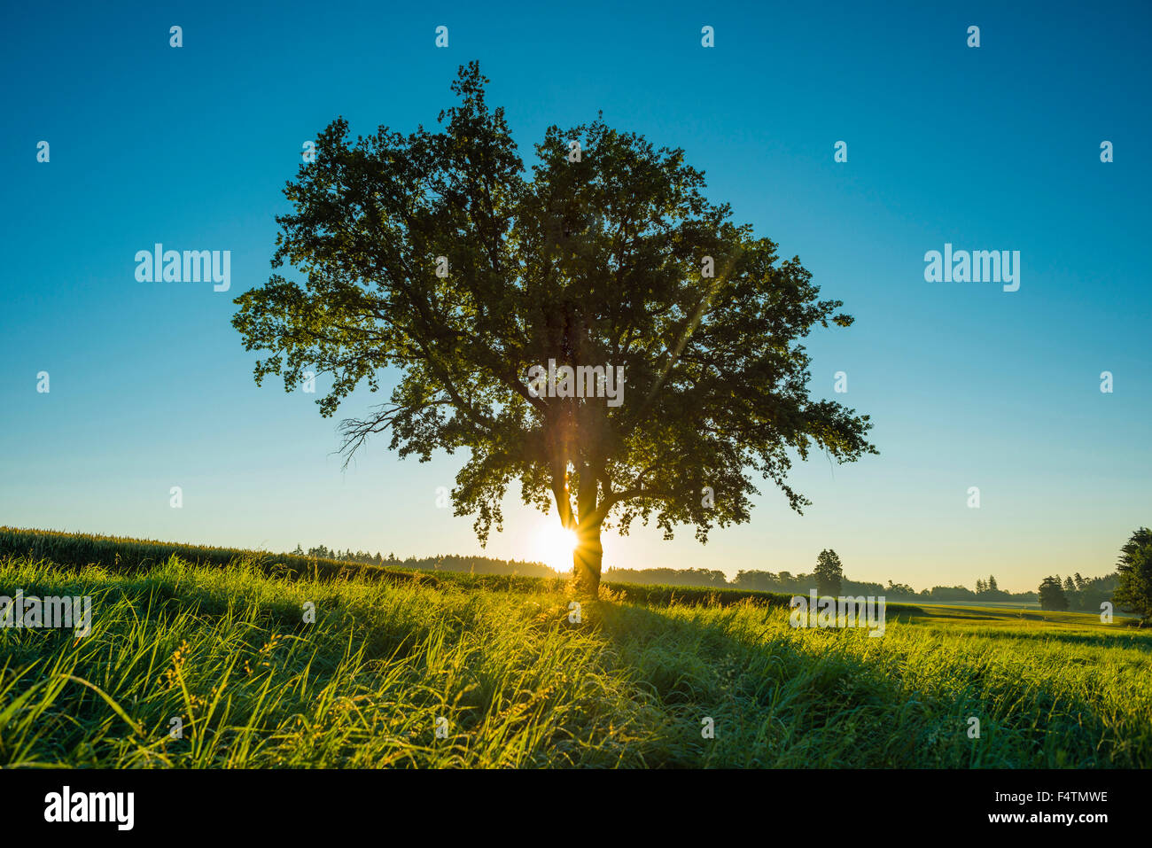Old common oak, Baden-Wurttemberg, tree, beech plant, German oak, Germany, oak, single tree, Europe, foliage tree, Quercus robur Stock Photo