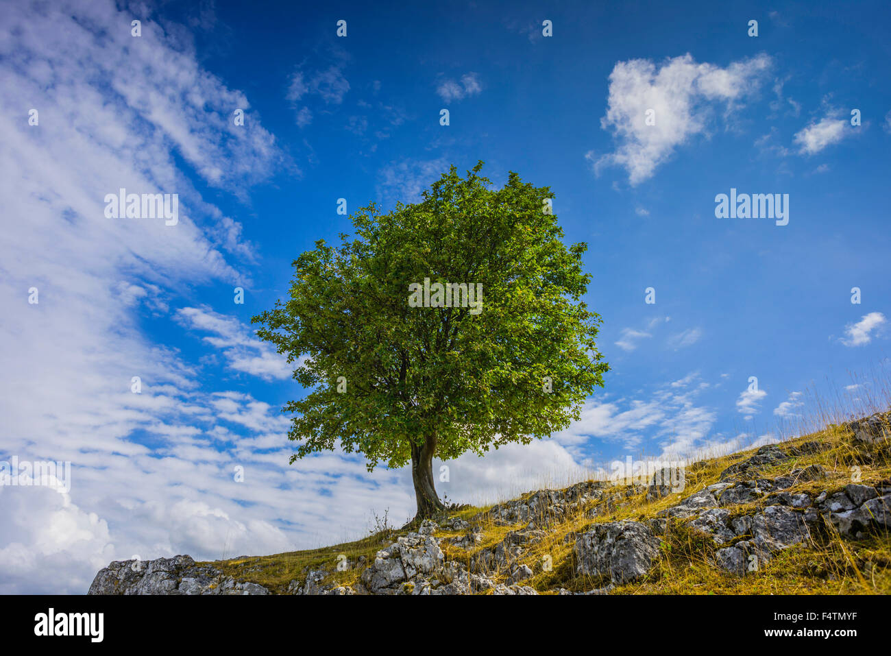 Baden-Wurttemberg, tree, beech, Germany, single tree, Eselsburger valley, Europe, Fagus sylvatica, foliage tree, greenbelt, recr Stock Photo