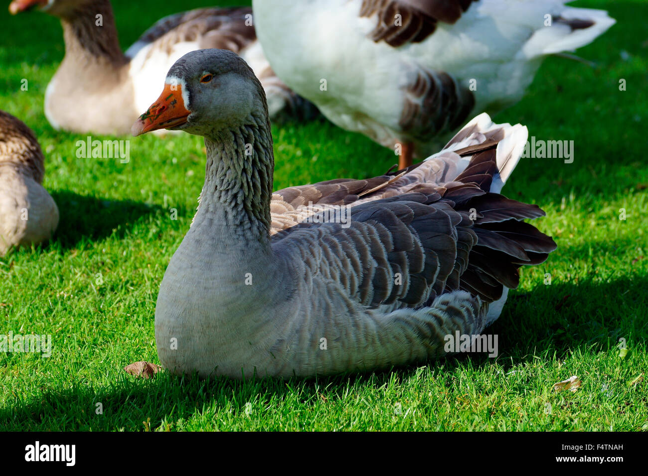 GREY GOOSE RESTING Stock Photo Alamy