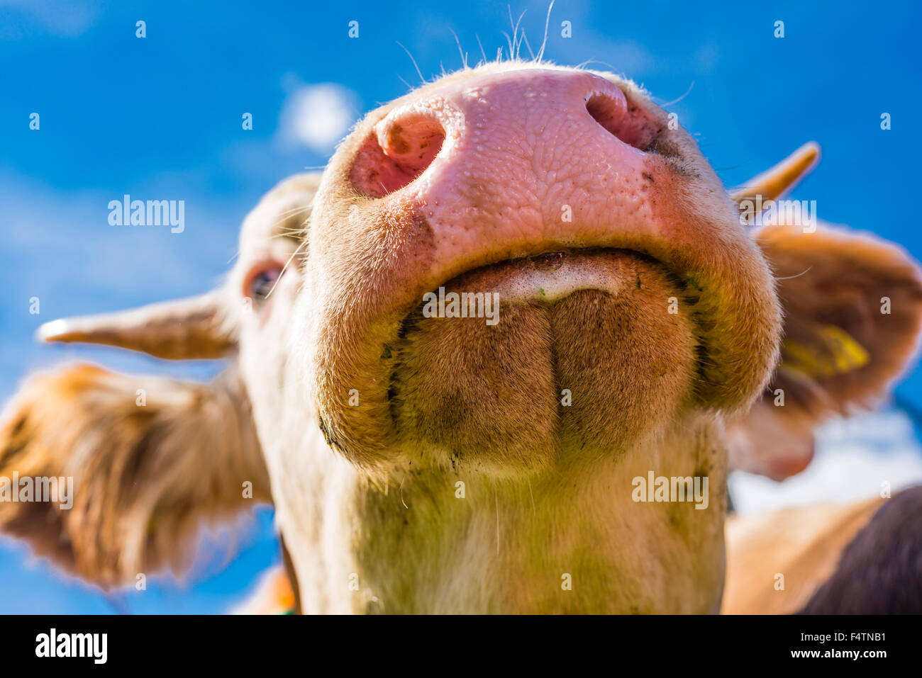 Allgäu, Bavarian, Bos primigenius taurus, Germany, Europe, domestic bovids, hoofed animal, cow, nose, livestock, cloven-hoofed a Stock Photo