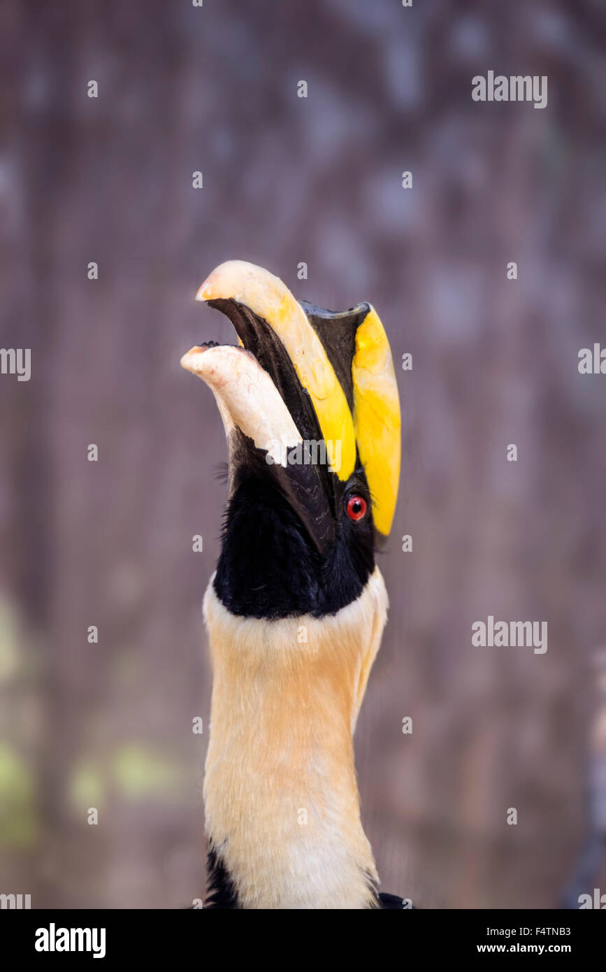 great hornbill, Buceros bicornis, bird Stock Photo