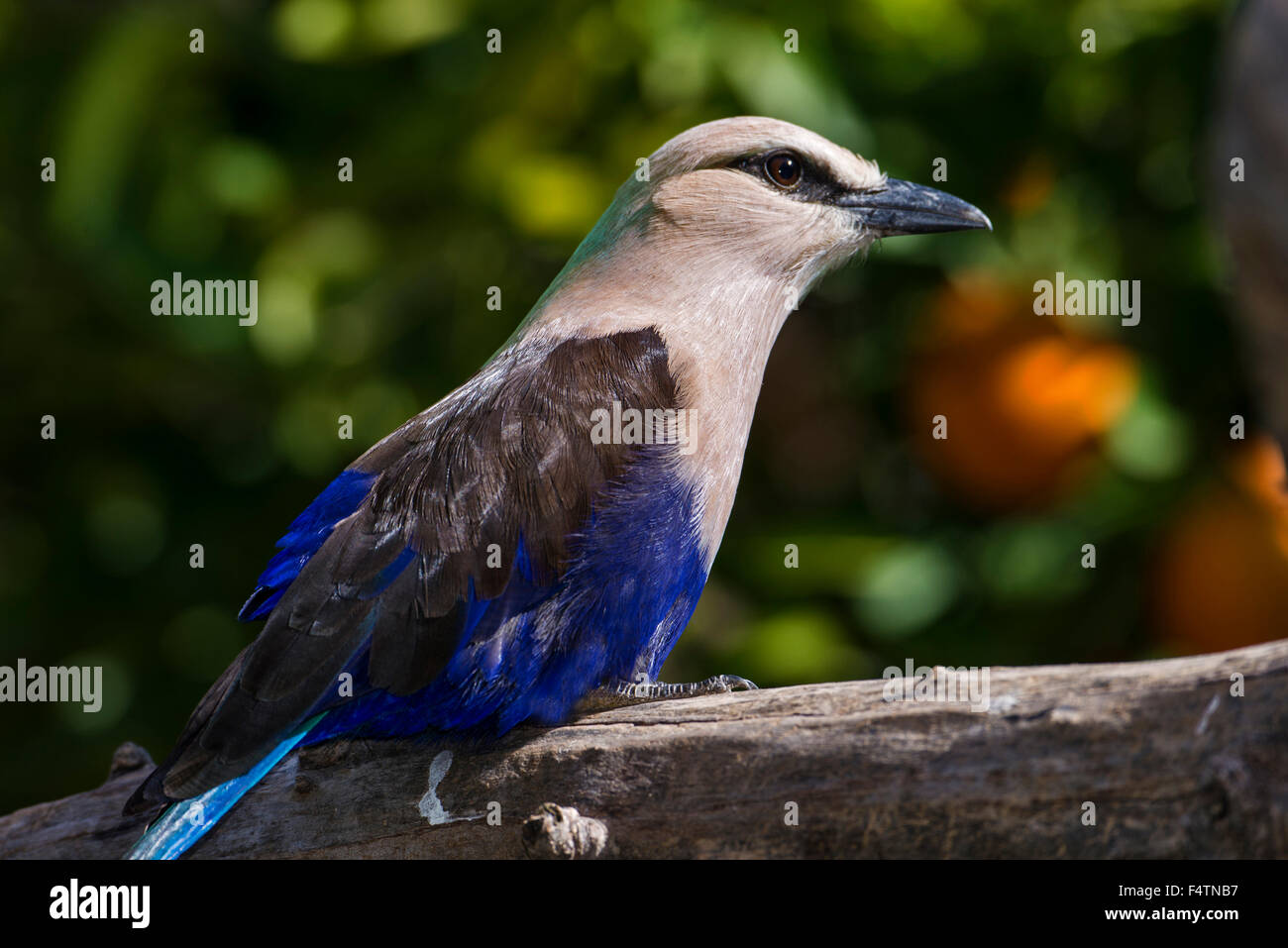 blue, bellied roller, Coracias cyanogaster, bird Stock Photo
