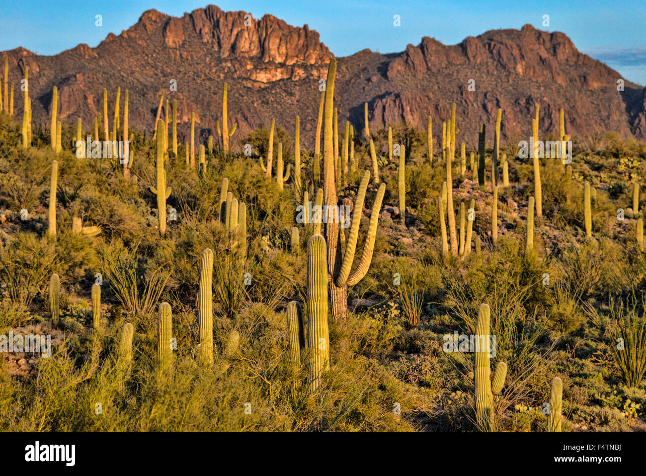 saguaros, Tucson, saguaro, cactus mountain, park, Arizona, USA, America ...