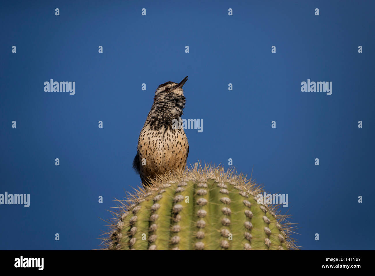 cactus wren, campylorhynchus brunneicapillus, cactus, USA, America, bird Stock Photo