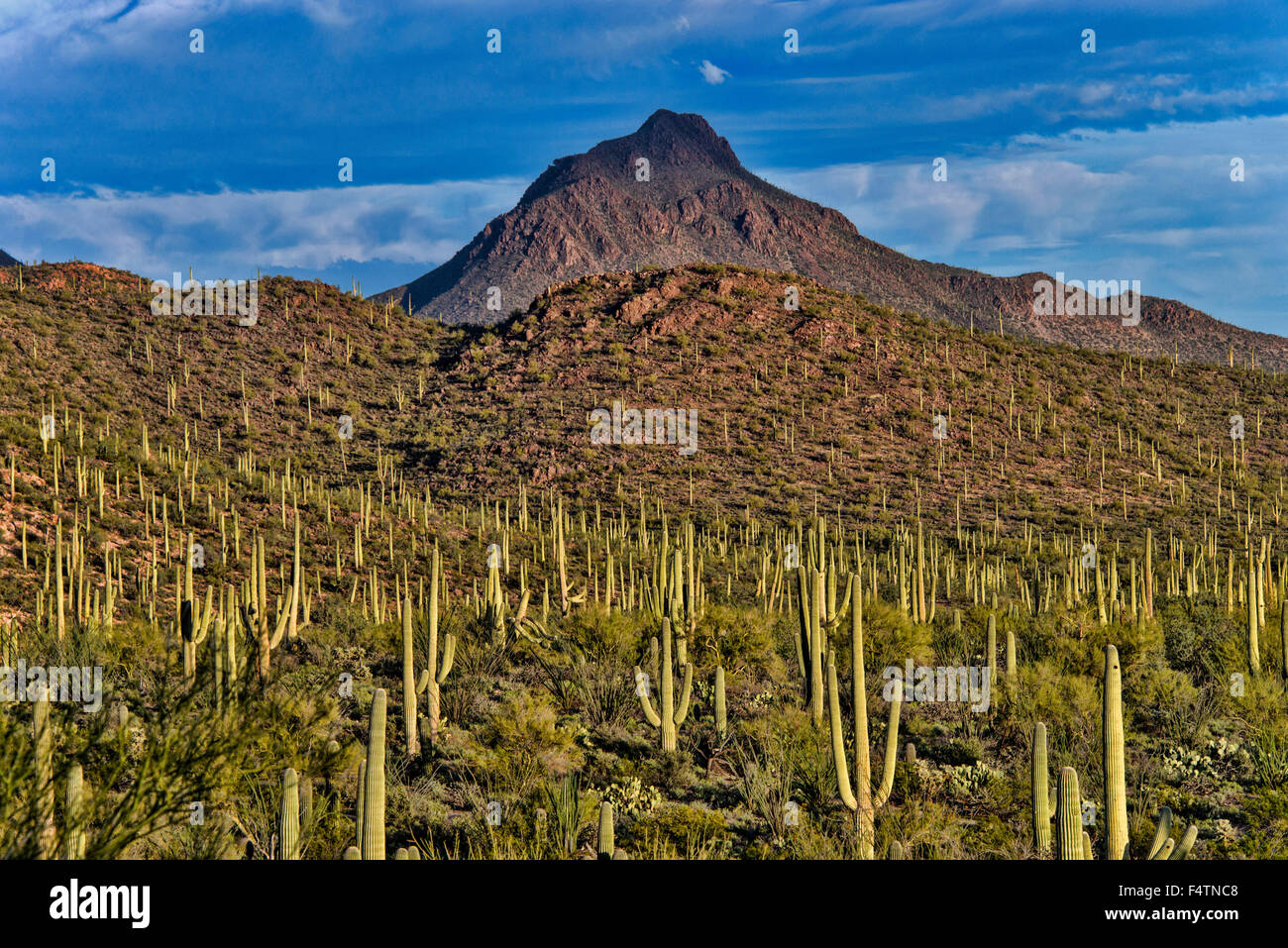 saguaros, Tucson, saguaro, cactus mountain, park, Arizona, USA, America
