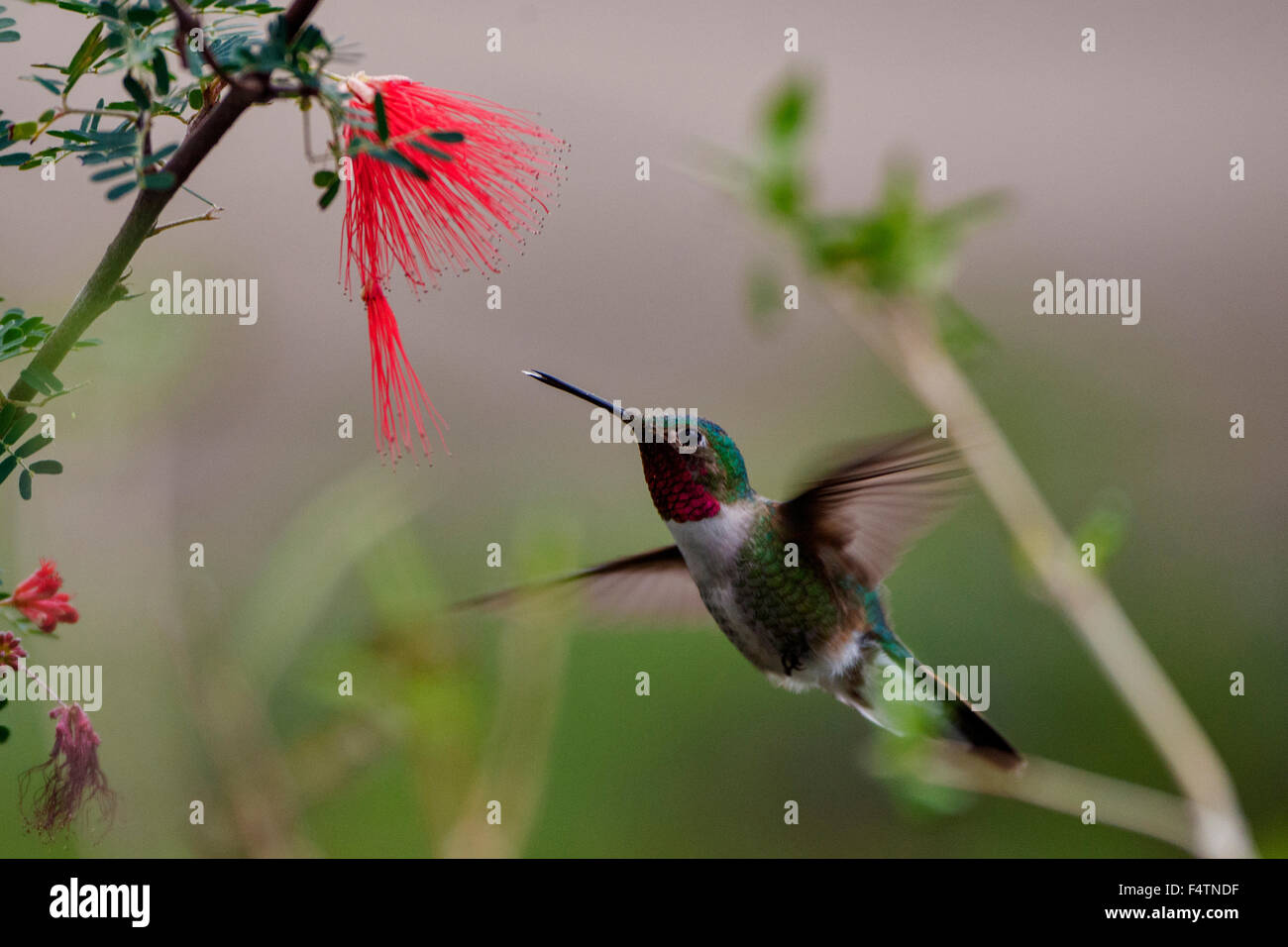 costa's hummingbird, calypte costae, hummingbird, bird Stock Photo