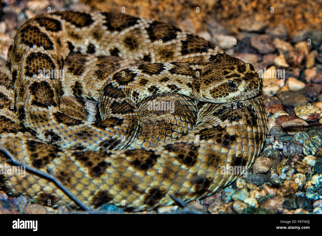 santa catalina island rattlesnake, Crotalus catalinensis, rattlesnake, snake, reptile, animal Stock Photo