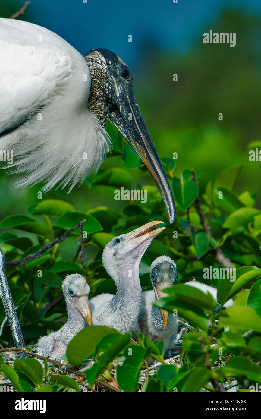 wood stork, wood ibis, mycteria americana, Florida, USA, America, stork, bird Stock Photo