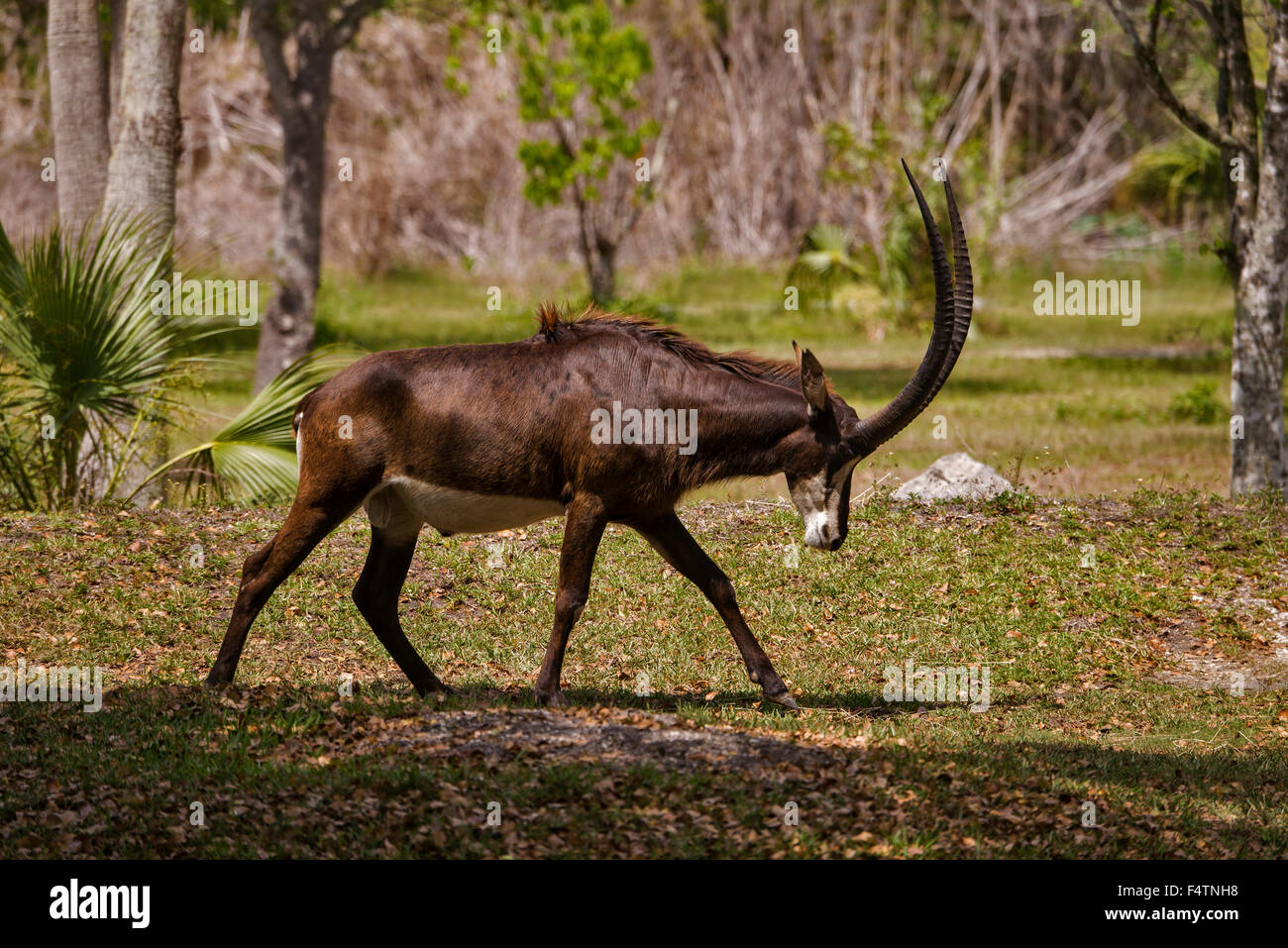 sable antelope, hippotragus niger, antelope, animal Stock Photo