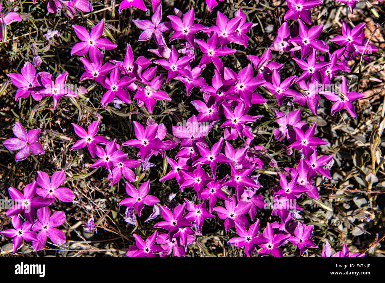 phlox, nature, violet, purple, USA, America, plant Stock Photo