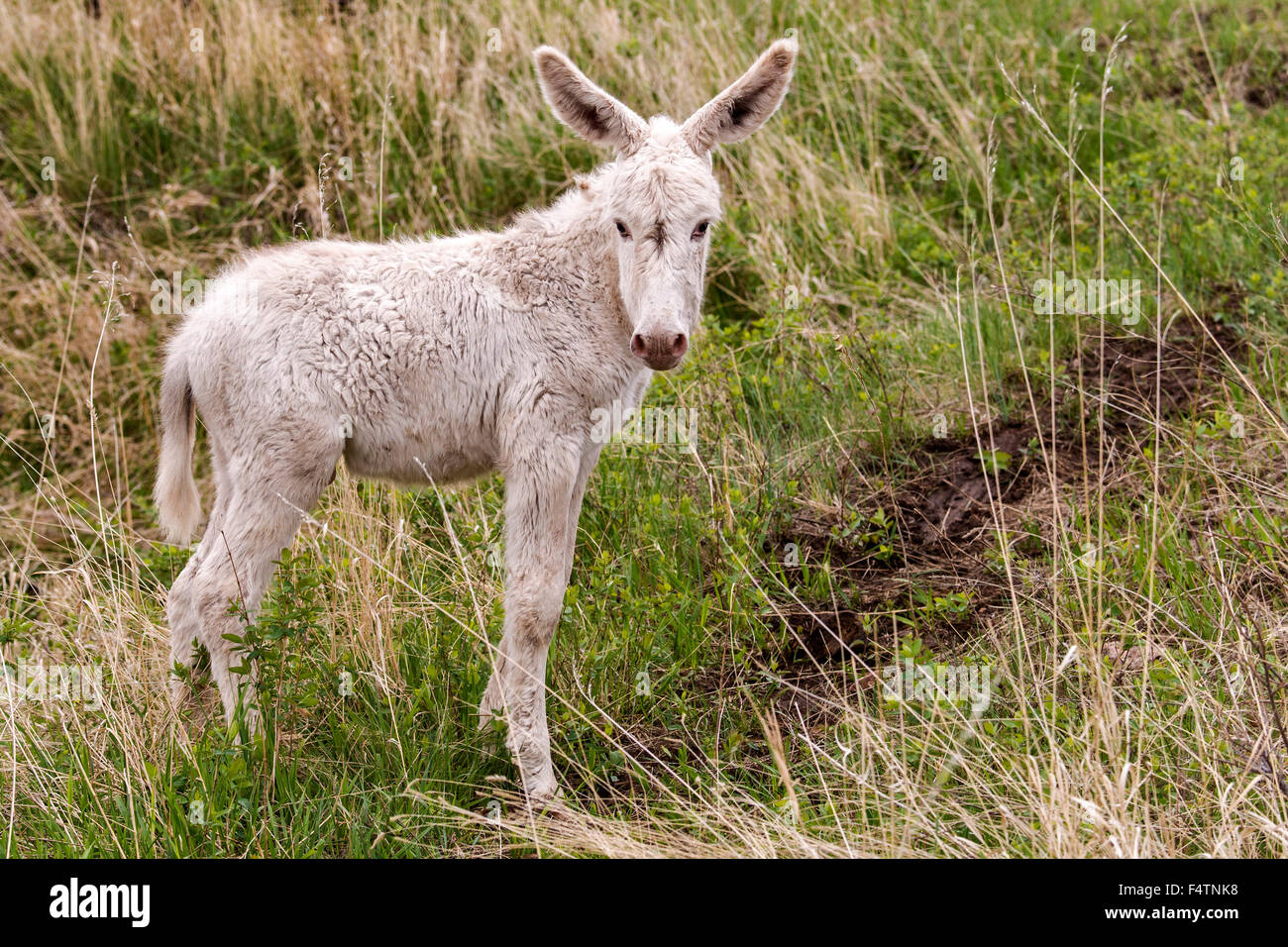 burro, custer state park, South Dakota, USA, America, animal Stock Photo