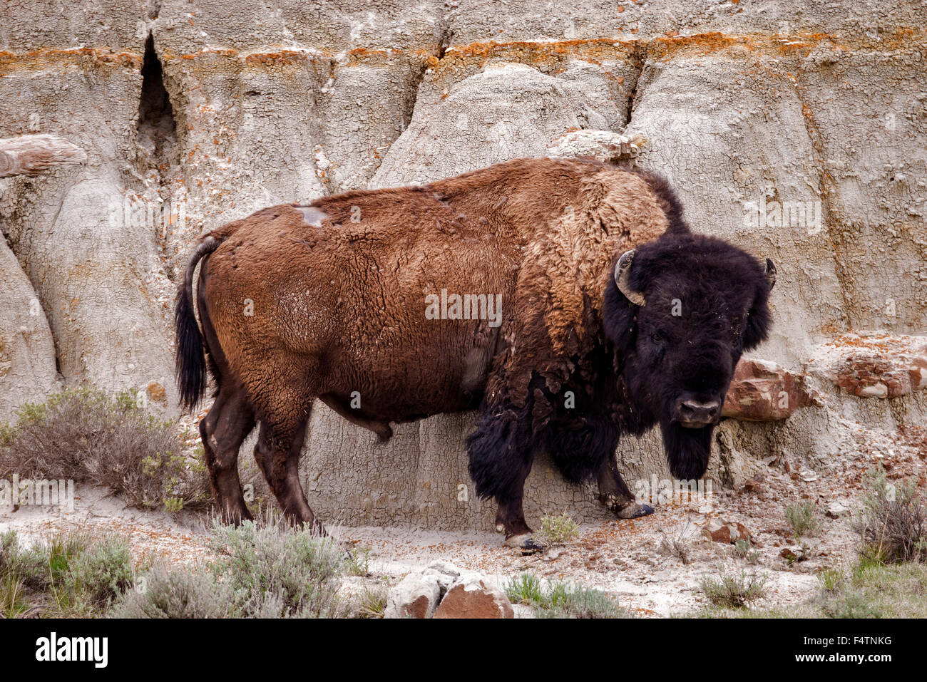 bison, Theodore Roosevelt National Park, national park, North Dakota, USA, America, animal Stock