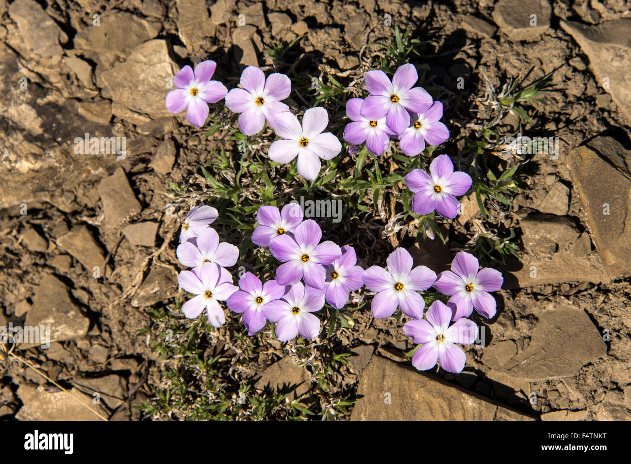 wildflowers, violet, purple, national petroleum reserve, petroleum reserve, Alaska, USA, America, plant Stock Photo