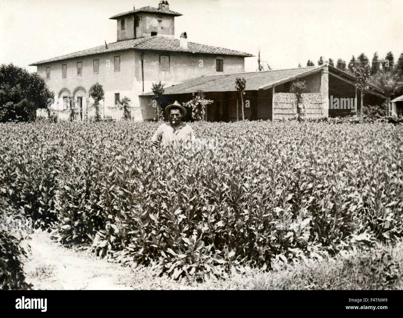 A plantation of St. Mary weed Stock Photo