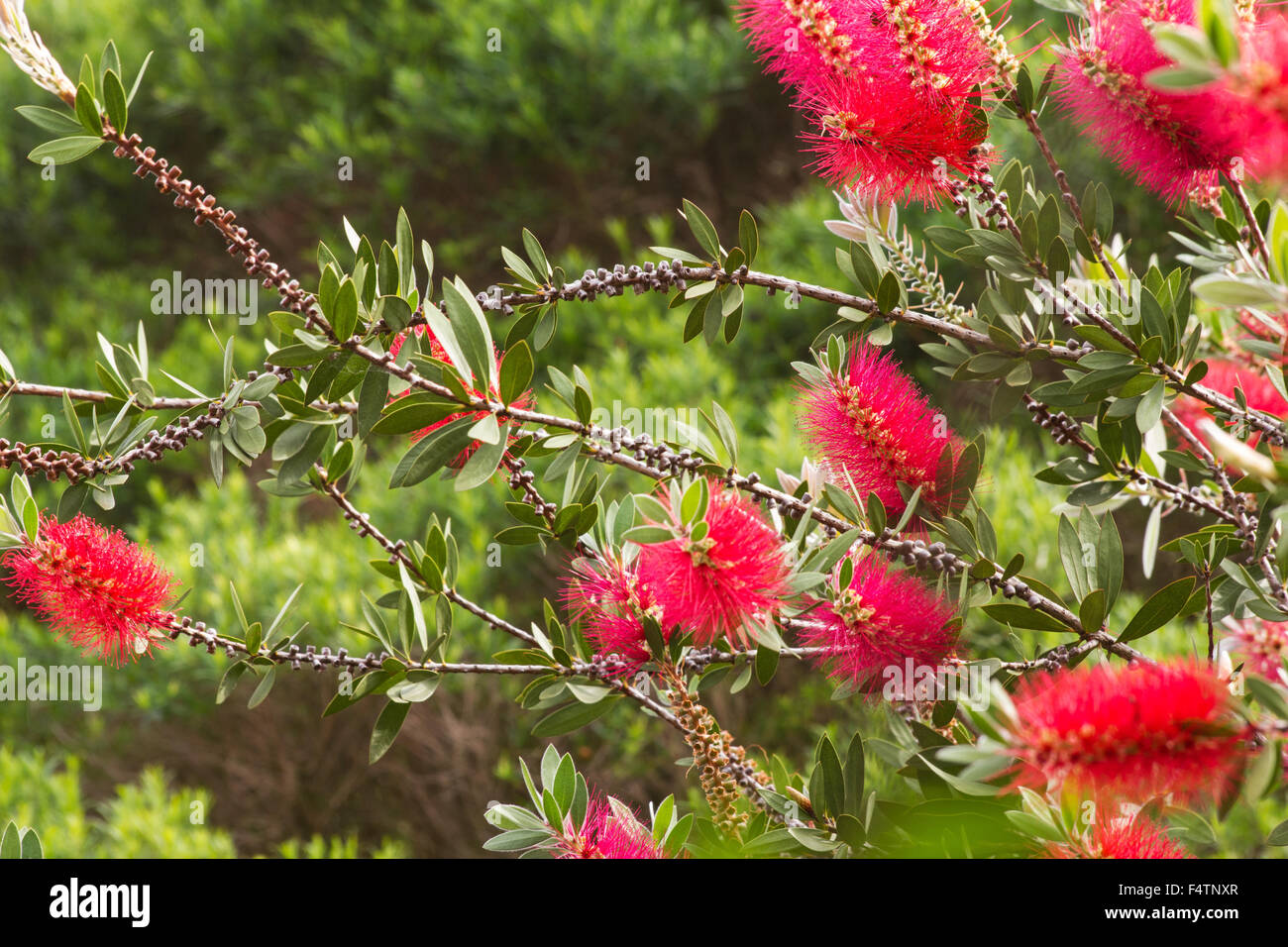 https://c8.alamy.com/comp/F4TNXR/bottle-brush-callistemon-tree-in-bloom-F4TNXR.jpg