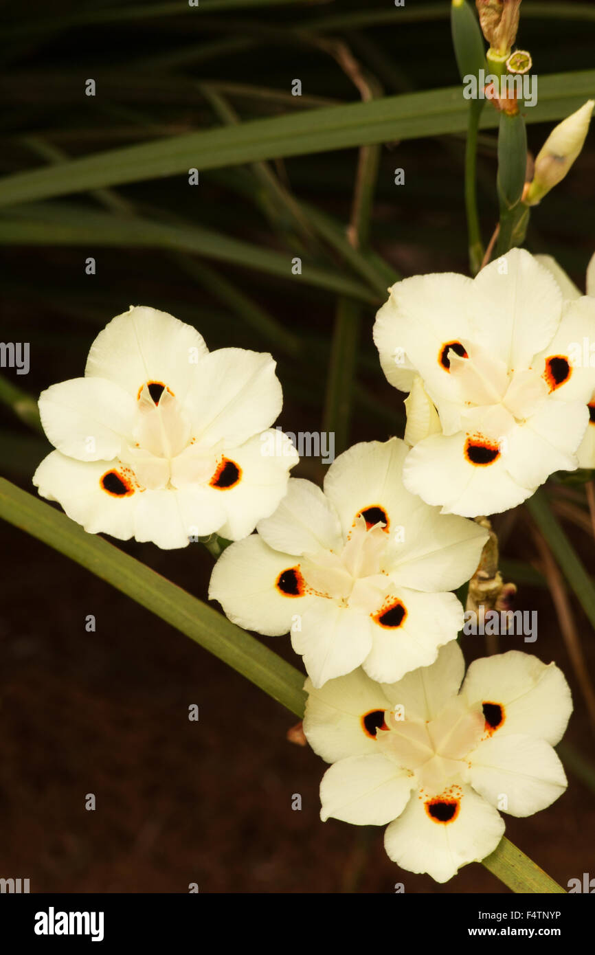 Dietes bicolor flowers in a garden Stock Photo Alamy