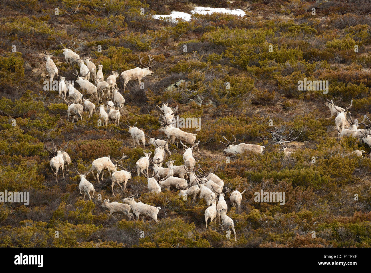Reindeer, Rangifer tarandus, Cervidae, wild variety, flock, mammal, animal, Einunndalen, Folldal, Hedmark, Norway Stock Photo