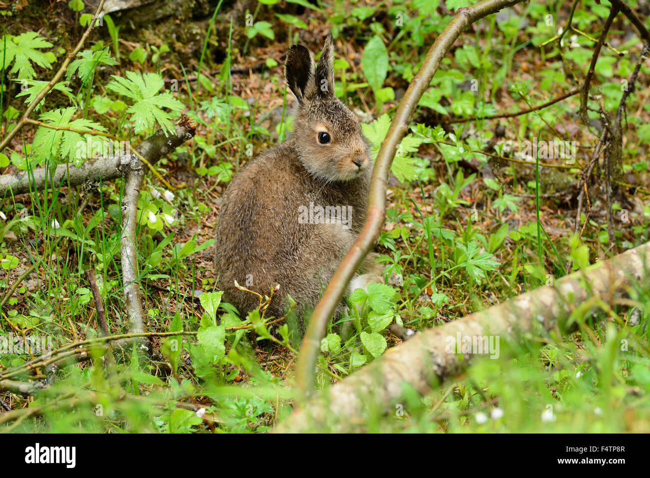 Blue Haare, Mountain Hare, Lepus timidus, Leporidae, Hare, mammal, animal, Rendalen, Hedmark, Norway Stock Photo