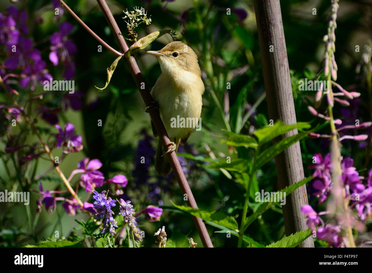Sylviidae hires stock photography and images Alamy